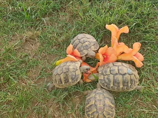 TARTARUGA TERRESTRE TESTUDO HERMANNI