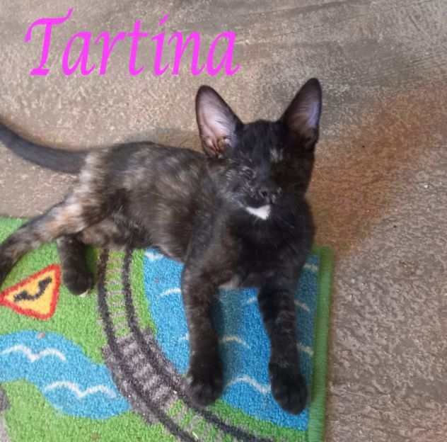 TARTINA, adorabile gattina in adozione