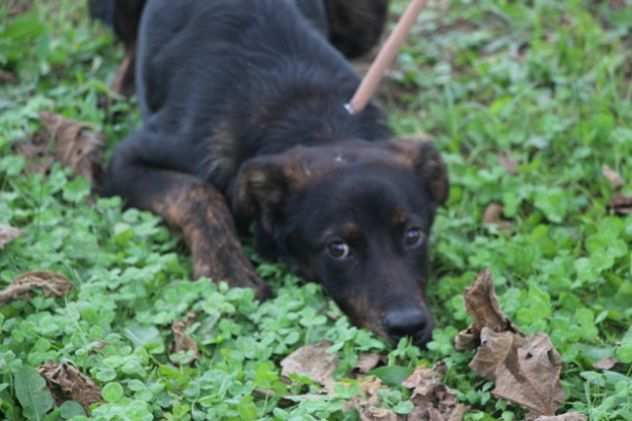 TARTUFO, cucciolotto che adora il contatto umano