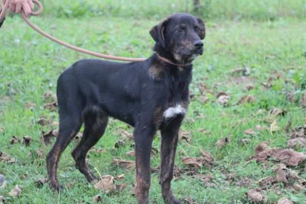 TARTUFO, cucciolotto che adora il contatto umano