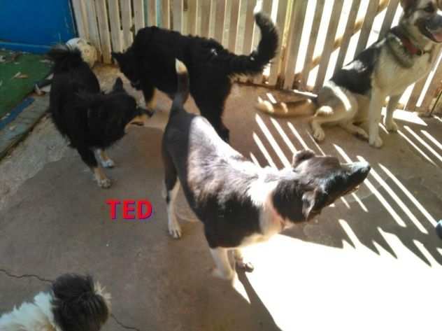 TED, cagnolino dalla dolcezza disarmante
