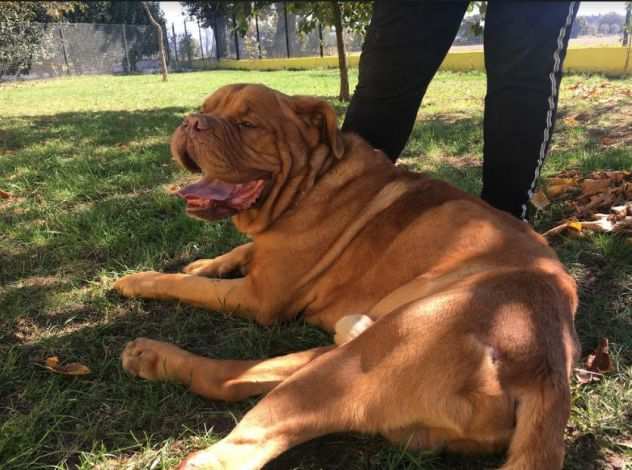 TEDDY, Dogue de Bordeau in cerca dAmore