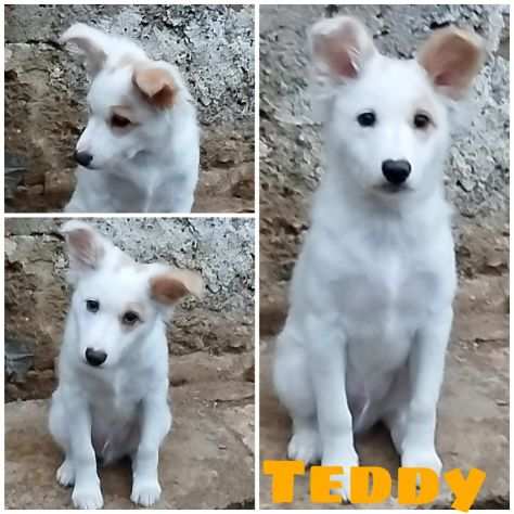 Teddy dolcissimo cucciolino taglia piccola cerca casa