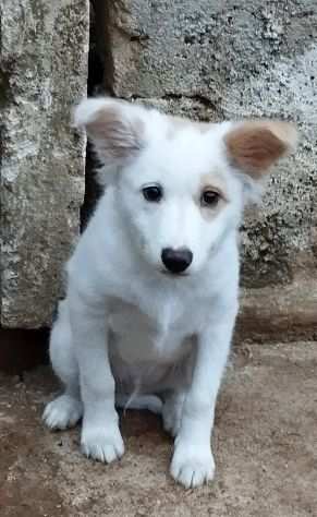 Teddy dolcissimo cucciolino taglia piccola cerca casa