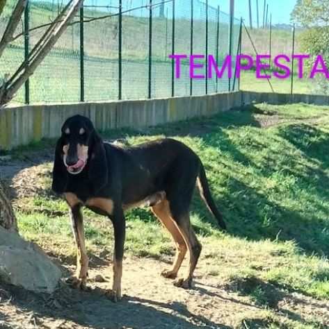 TEMPESTA 5anni allegro ed affettuoso