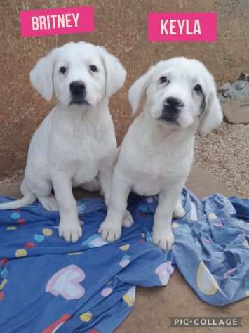 Tenere cucciole simil labrador