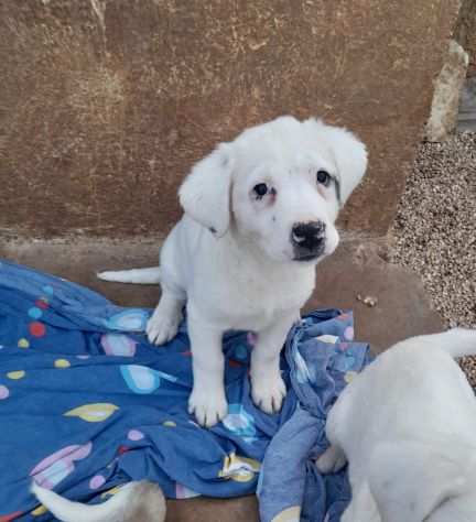 Tenere cucciole simil labrador