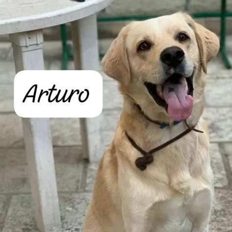 Tenero Arturo mix Labrador