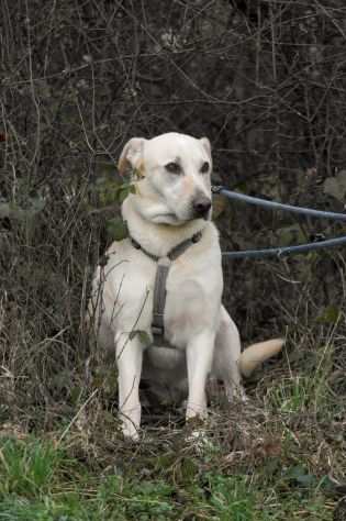 TENERONE 6 anni un anima troppo buona .. CERCA URGENTEMENTE CASA FORZA