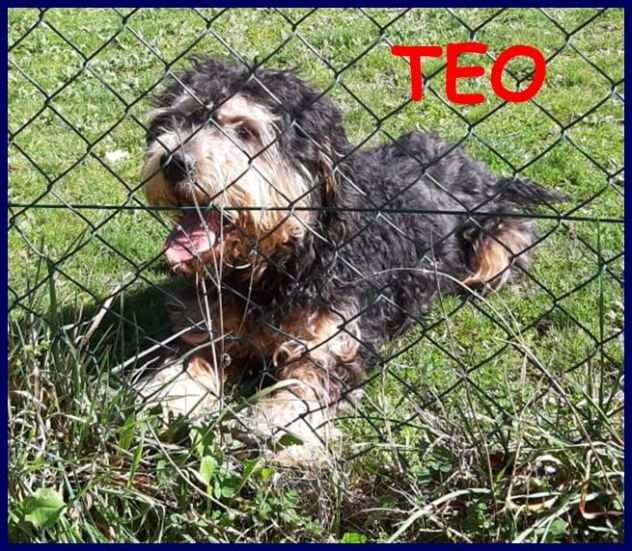 TEO 2-3anni favoloso simil griffoncino 17kg