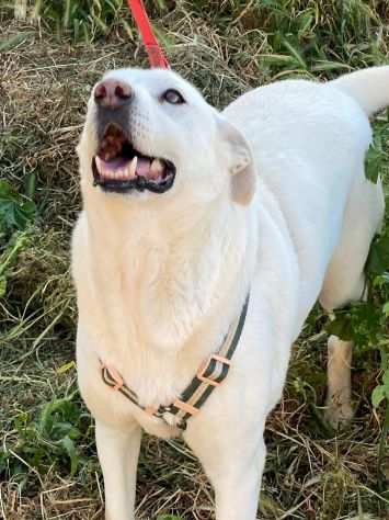 Teo rinuncia di proprietagrave dopo 8 anni vissuti in casa