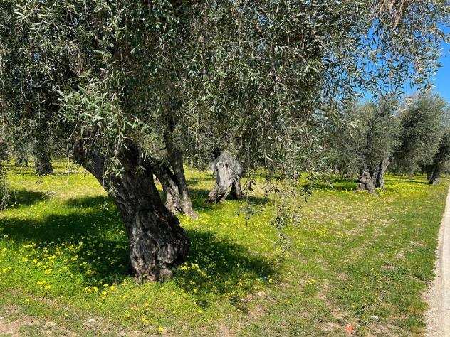 ter. agricolo LOC. FOCARETA, VIESTE