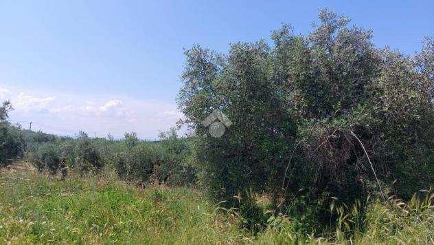 ter. agricolo Via Monte Palombino, FONTE NUOVA