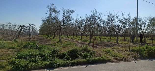 Terreni Agricoli con Frutteto, Vigneto, Uliveto