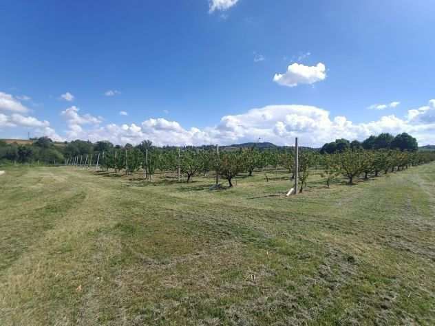 terreno agricolo