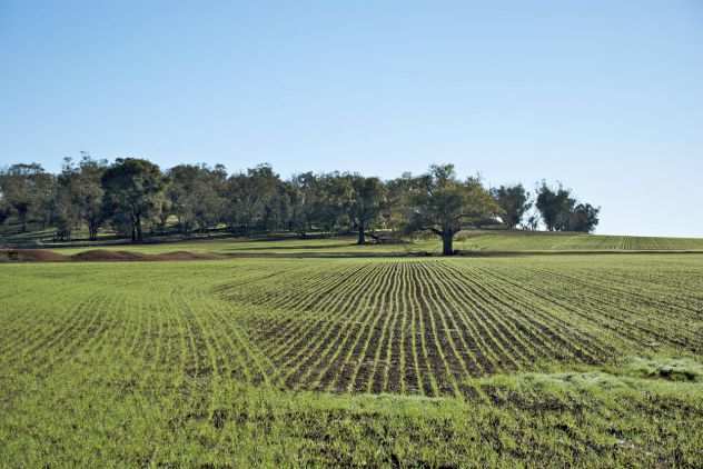 terreno agricolo