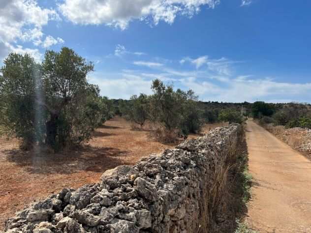 Terreno agricolo