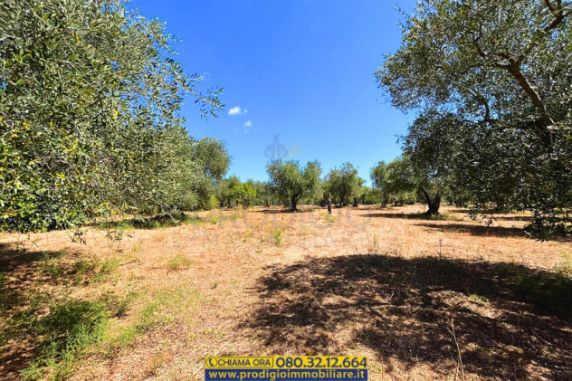 Terreno agricolo 2050 mq a 500 mt dal centro in vendita a Molfetta