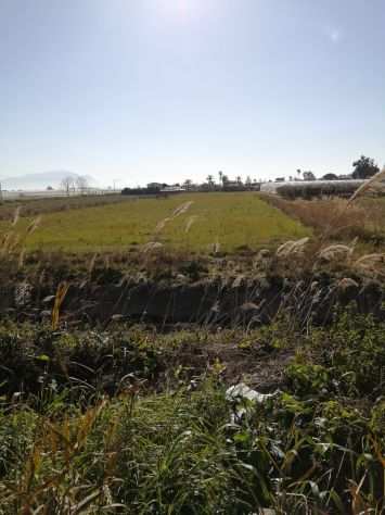 Terreno agricolo