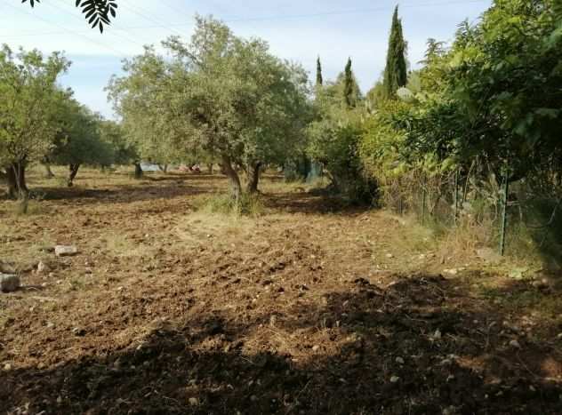 Terreno agricolo coltivazione oliveto