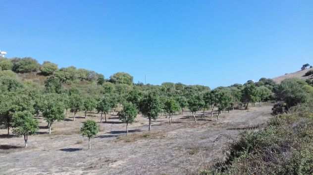 Terreno agricolo di 10 ettari, totalmente recintato e piantumato con querce