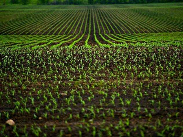 TERRENO AGRICOLO di 9510 mq (PONTEDERA) rif. PI943561