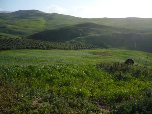 Terreno agricolo di mq 80.000 con stalla e ovile