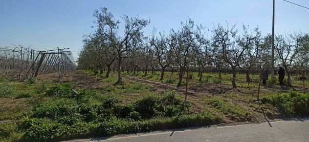 Terreno Agricolo Frutteto