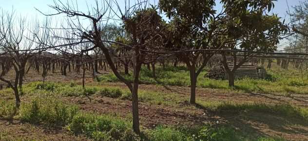 Terreno Agricolo Frutteto