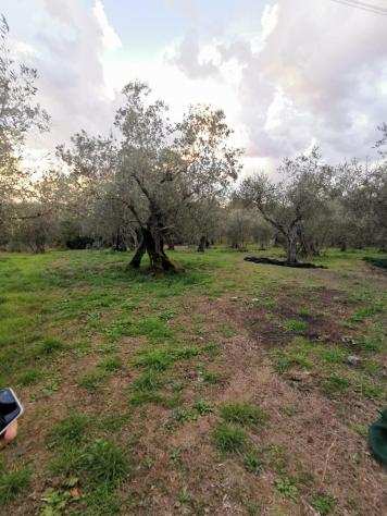 Terreno agricolo in vendita a ASCIANO - San Giuliano Terme 1280 mq Rif 1015903