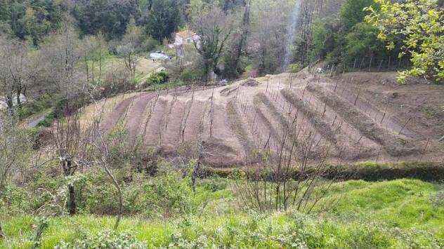 Terreno agricolo in vendita a Aulla 3000 mq Rif 1145754