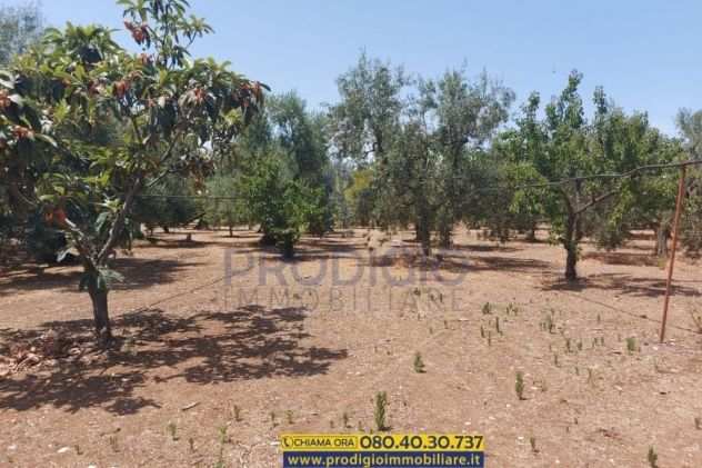 Terreno agricolo in vendita a Bisceglie