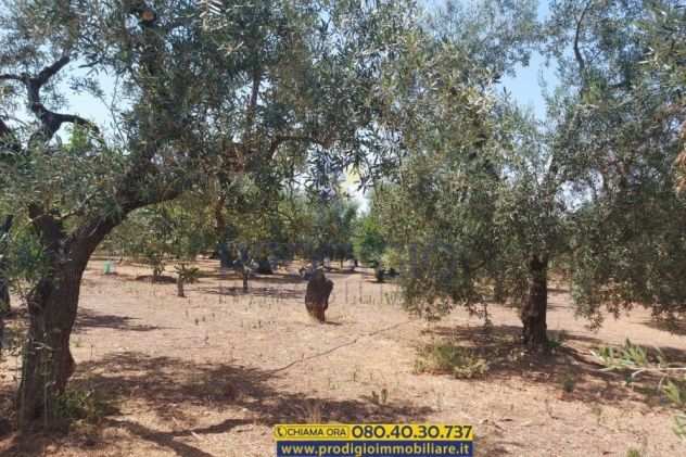 Terreno agricolo in vendita a Bisceglie