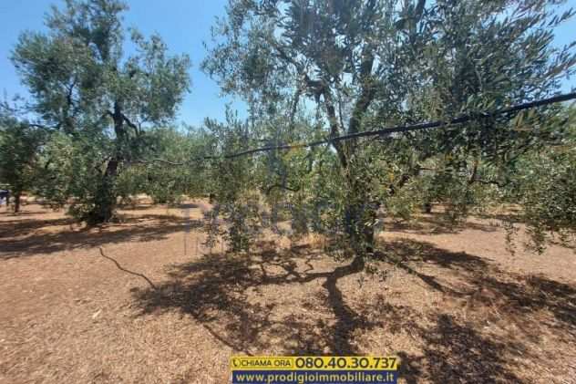 Terreno agricolo in vendita a Bisceglie