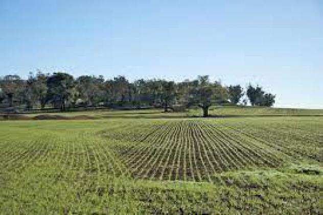 Terreno agricolo in vendita a Calci 5800 mq Rif 1016129