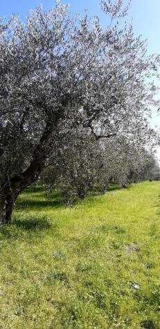 Terreno agricolo in vendita a CAMPIGLIA - Colle di Val dElsa 2800 mq Rif 955674