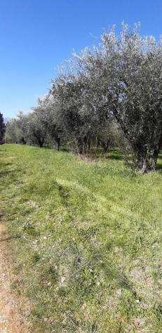 Terreno agricolo in vendita a CAMPIGLIA - Colle di Val dElsa 2800 mq Rif 955674