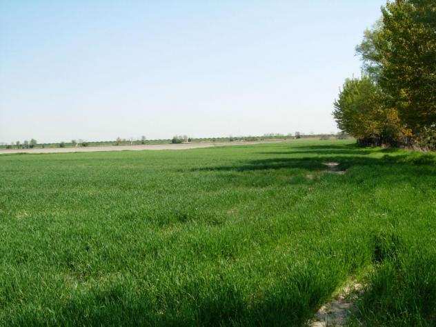 Terreno agricolo in vendita a CARRAIA - Capannori 40000 mq Rif ter carr 160