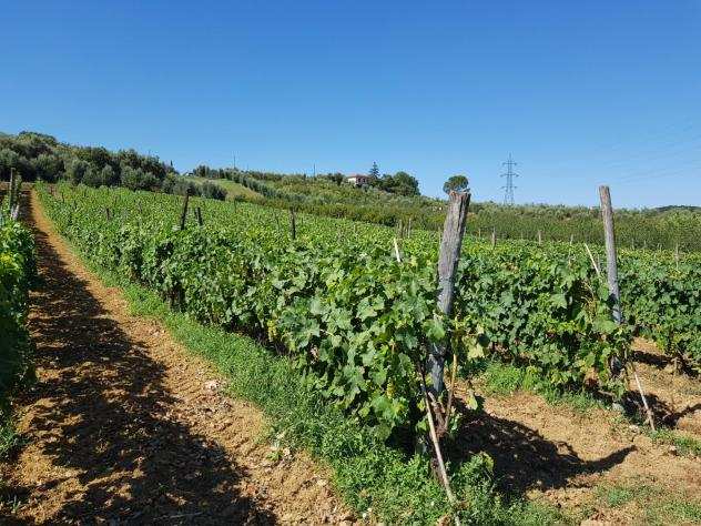 Terreno agricolo in vendita a Casciana Terme Lari 10000 mq Rif 978138