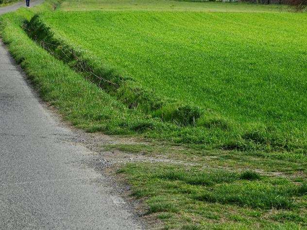 Terreno agricolo in vendita a CATENA - San Miniato 10050 mq Rif 781569