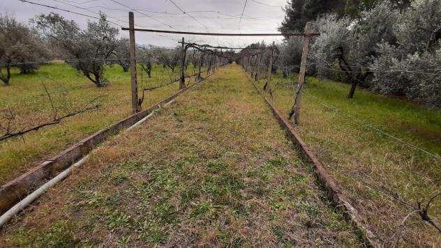 Terreno agricolo in vendita a Cecina 22000 mq Rif 1096243