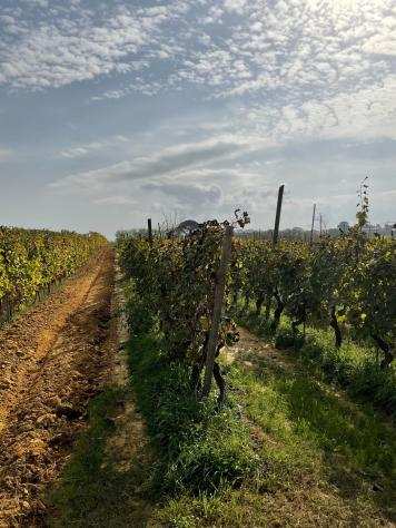 Terreno agricolo in vendita a CENAIA - Crespina Lorenzana 10000 mq Rif 1069450