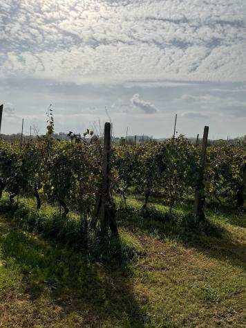 Terreno agricolo in vendita a CENAIA - Crespina Lorenzana 10000 mq Rif 1069450