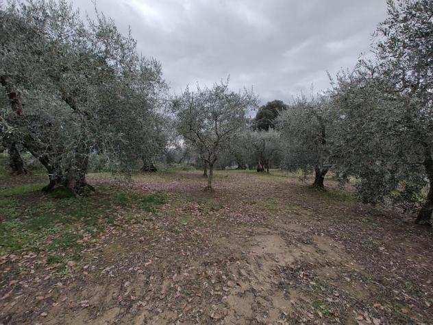 Terreno agricolo in vendita a CEVOLI - Casciana Terme Lari 6806 mq Rif 1099196