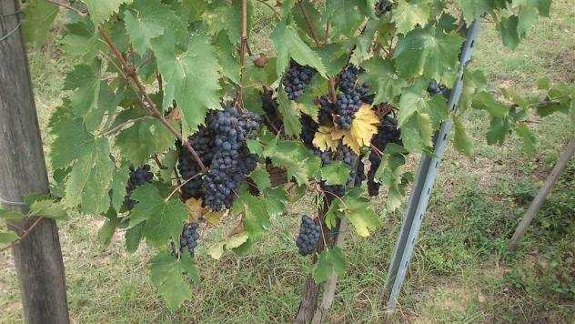 Terreno agricolo in vendita a Colle di Val dElsa 20300 mq Rif 845100