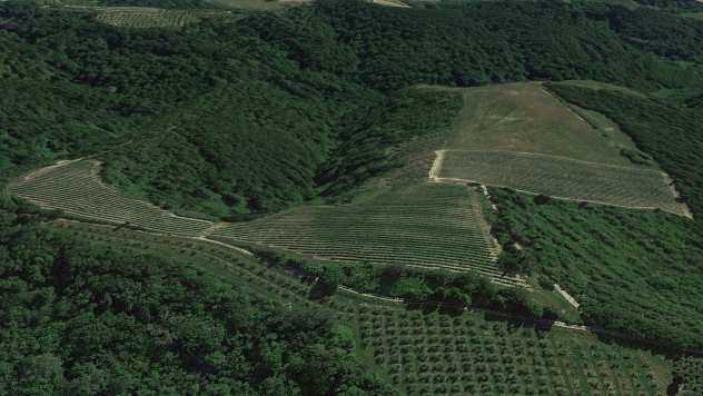 Terreno agricolo in vendita a CUSIGNANO - San Miniato 70000 mq Rif 1057534