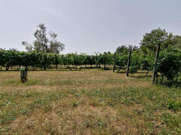 Terreno agricolo in vendita a DOGANA - Luni 1018 mq Rif 843761