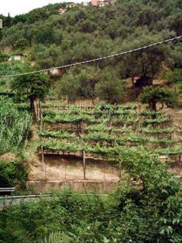 Terreno agricolo in vendita a FONTIA - Carrara 3000 mq Rif 798593