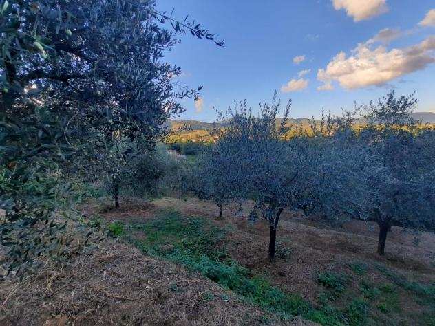 Terreno agricolo in vendita a LAPPATO - Capannori 5000 mq Rif ter lapp 30