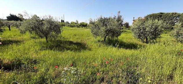 Terreno agricolo in vendita a MARINA DI BIBBONA - Bibbona 5700 mq Rif 1047593